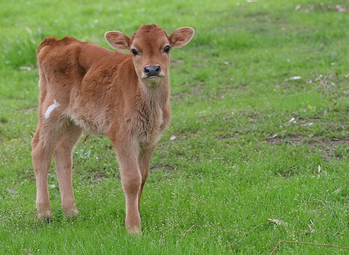 Nicholas as a young calf