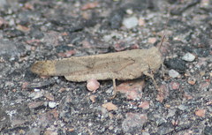 Another Grasshopper