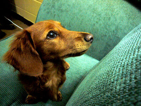 Bear is a mini long haired dachshund, weighs 7lbs, and he will be 1yrs old 