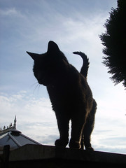 Silhouette of our cat, Darwin (flickr)