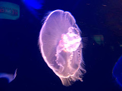 Living Seas : Jellyfish : Epcot