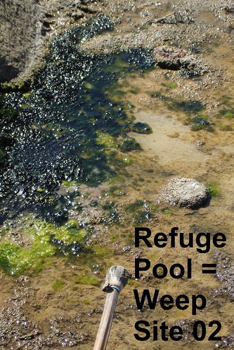 Refuge_Pool_Weep_Site-02_Aug2008