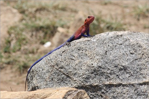 你拍攝的 64 Mara River - Agama Lizard。