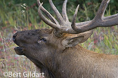 Elk bugling