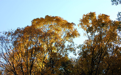 YellowTrees along Cannon Valley Trail