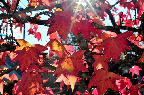 red leaves and sunstars
