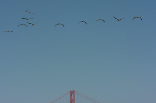 Birds and bridge