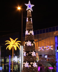 Christmas tree and palm tree