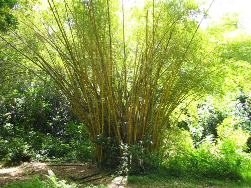 beautiful bamboo
