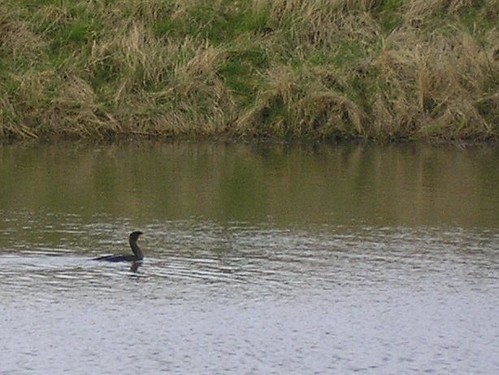 Low slung cormorant in irragation reservoir