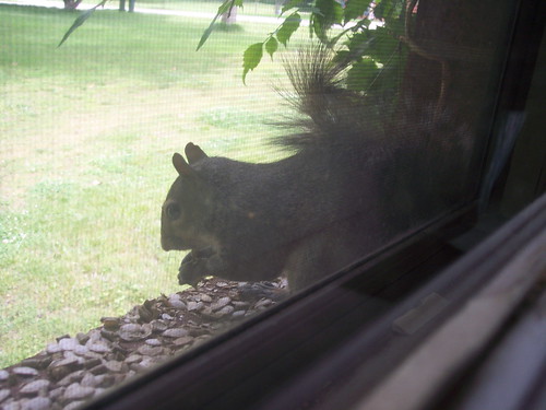 window squirrel 2008 002