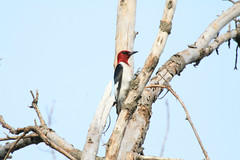 Red-headed-Woodpecker-3