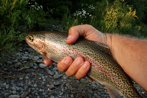 Upper Willamette River fly fishing