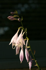 host bloom stalk