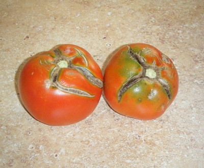 Cracked tomatoes