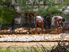 Drying Coconuts