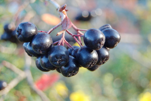 Arronia berries