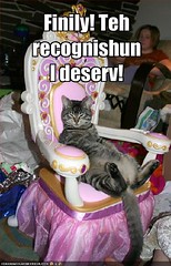 funny-pictures-princess-cat-is-finally-being-recognized