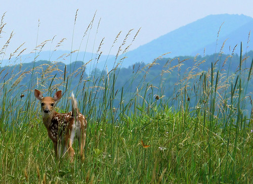 Blue Ridge Bambi