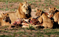 Hungry cubs share a meal with Uncle Tom cat