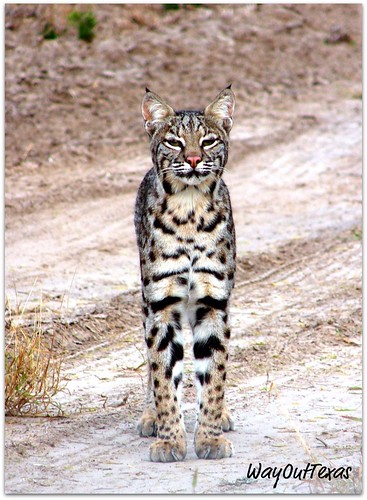 South Texas Bobcat (Lynx rufus