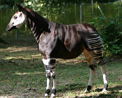 okapi hooves