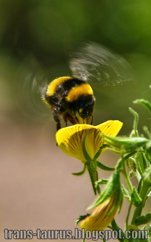 Bumblebee by voyageAnatolia.blogspot.com
