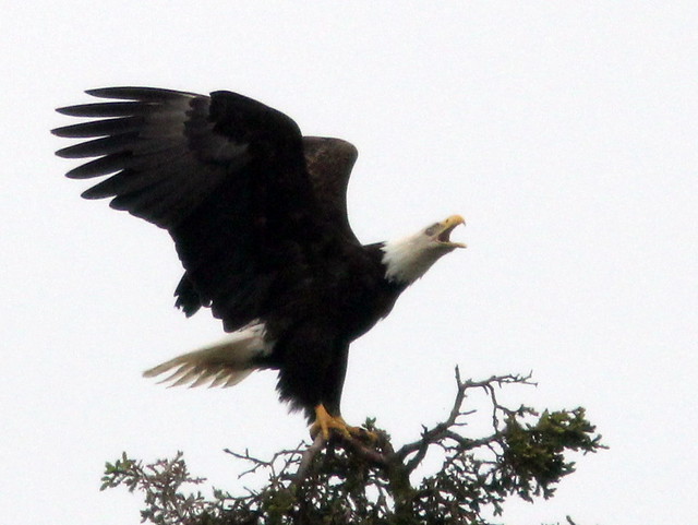 Bald Eagle landing 3-20110621