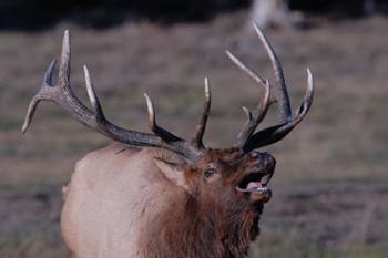 Elk bugling creates dramatic fall sound