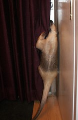 To much wine can have you climbing the curtains