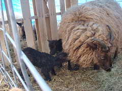 Selina and two moorit ram lambs