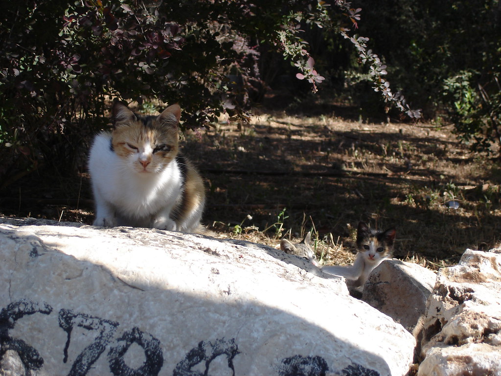 Kitty family in the park