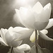 White Lotus Flower - IMG_1924 by Bahman Farzad