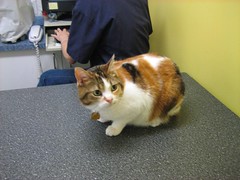 Carly at the vet