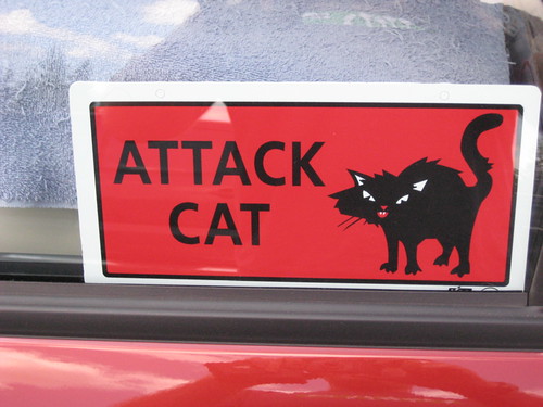 Attack Cat
