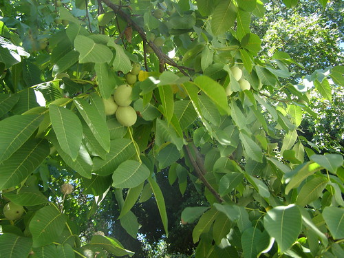 walnut tree topolia hania chania