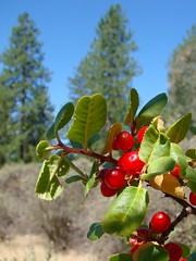 bitter cherry - prunus emarginata
