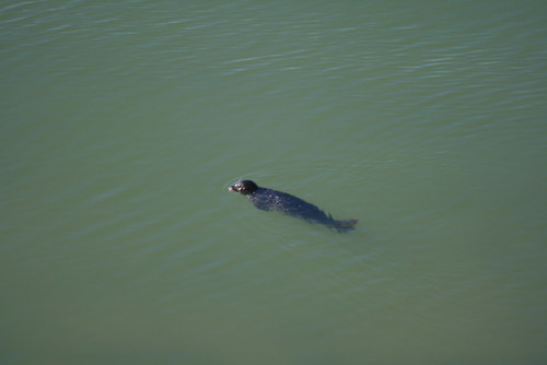 Seals Swimming near Jenner