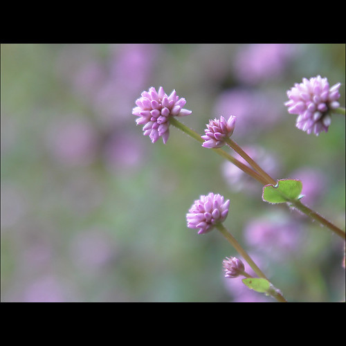 NaPix -- Hmong Soul님이 촬영한 Hmong Medicine Flower.