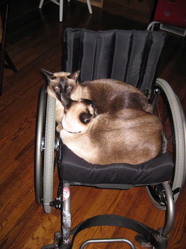 cats in chair