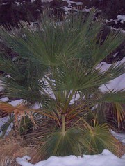 a palm in the snow