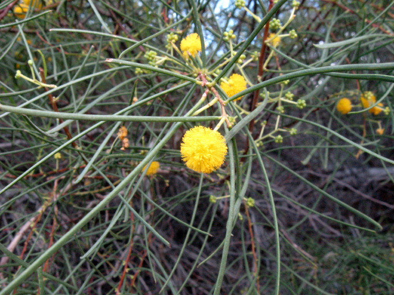 2-1-2009-tiny-yellow-velvet-flowers