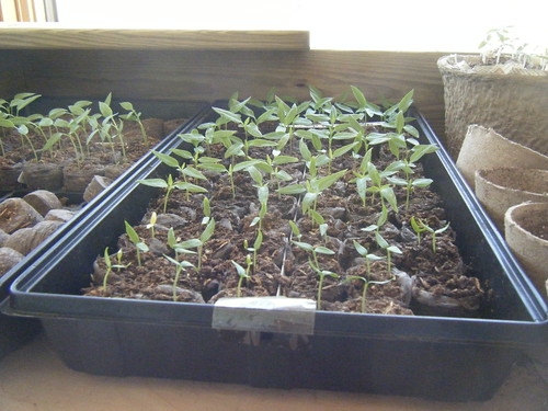Pepper Seedling
