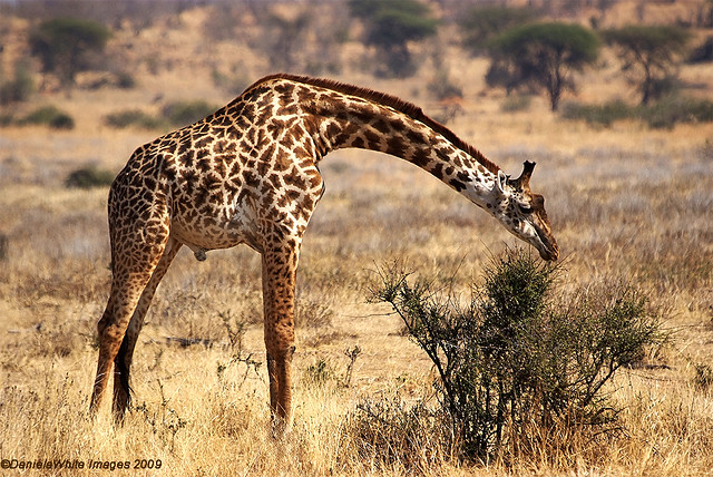 Giraffe by DWImages-Daniela White