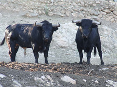 Diumenge 24, Dia de la Penya Taurina. Nº63, guarisme 5, colr negre bragat corrido axiblanco, de nom ESPANYOL, de la ramaderia de Pascual Alcalà de Betxí.