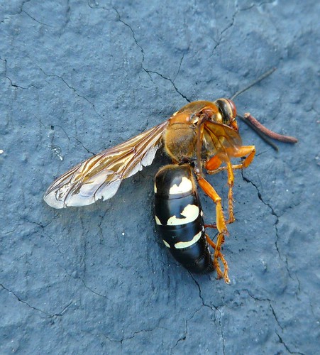 Cicada Killer Wasp. Cicada Killer Wasp. I'm not sure that this picture shows you how big this thing was. It was probably 2 inches long. Anyway it flew in the open window of the