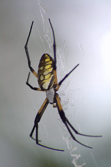 Garden Spider (Argiope)
