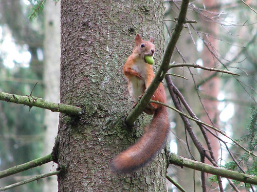 Orav tammetõruga