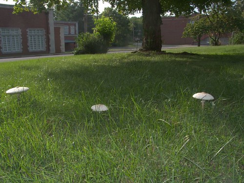 Shaggy Parasol Mushrooms, Front Lawn, Sept. 13, 2008