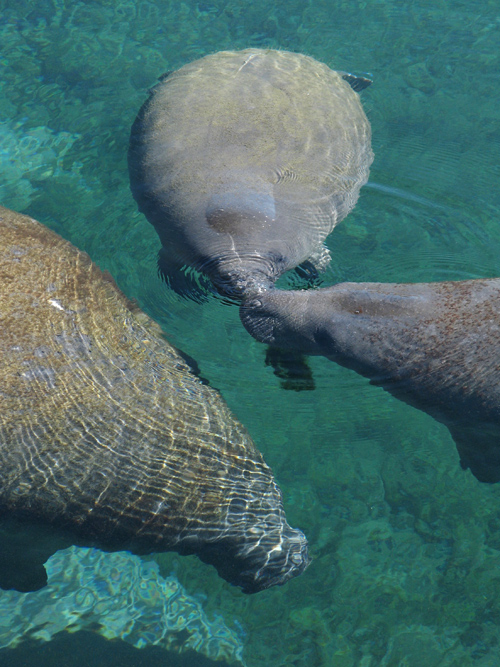 manatees enjoy the sun and each other at Weeki Wachee Springs, Florida